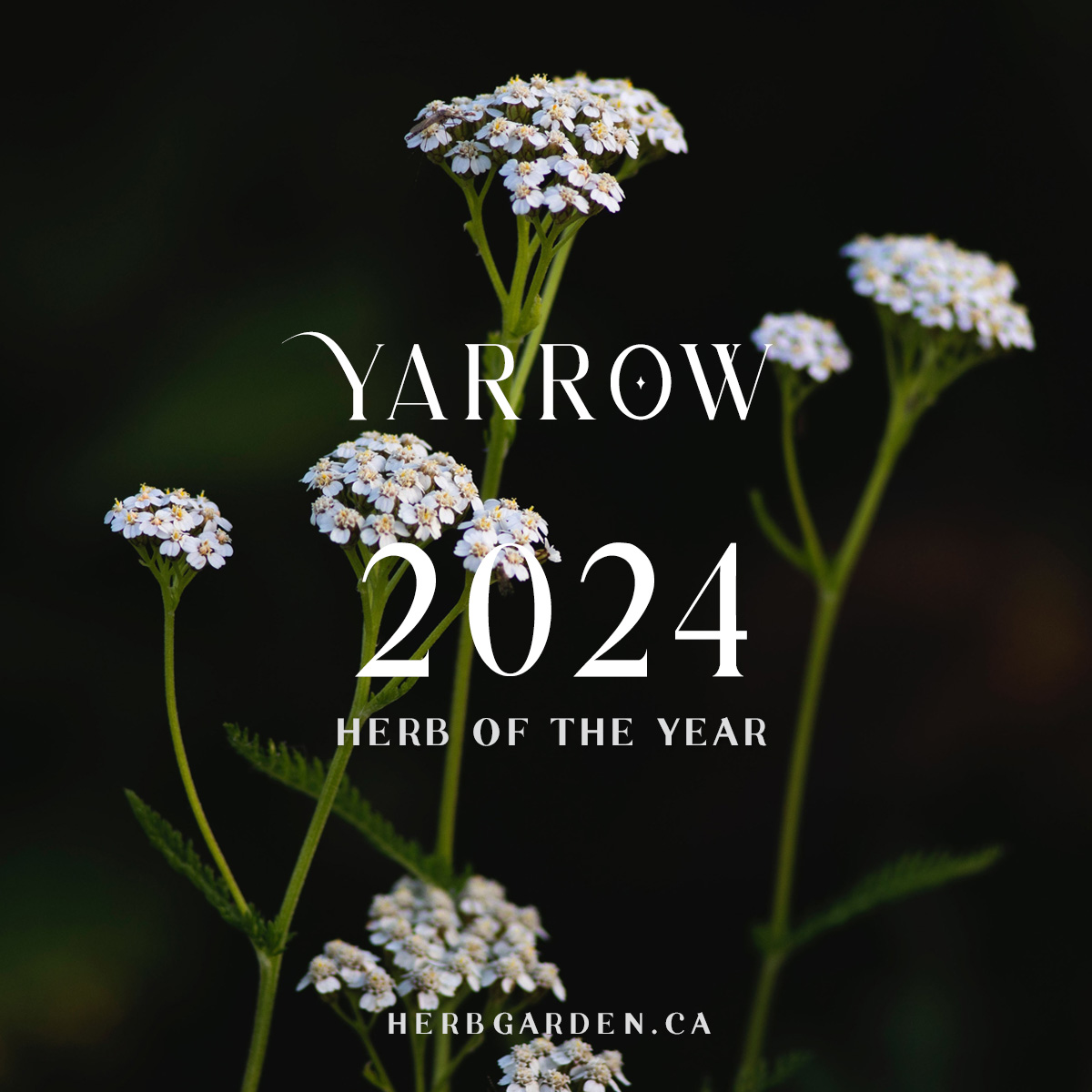 2024 Herb of the Year | the Herb Garden
